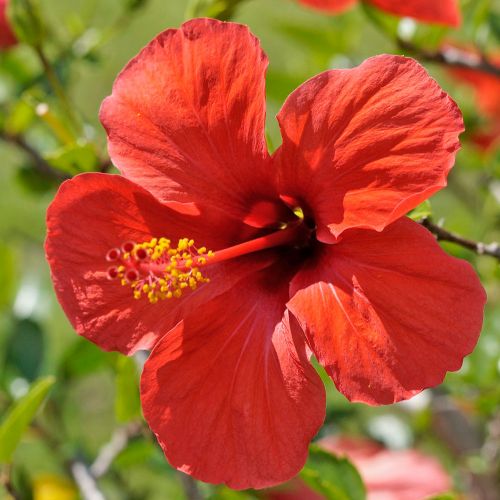 HIBISCUS